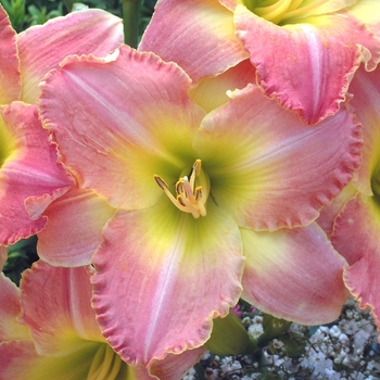 Hemerocallis 'Country Melody' (000396)