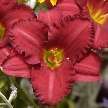 Hemerocallis 'Woodside Ruby' (000408)