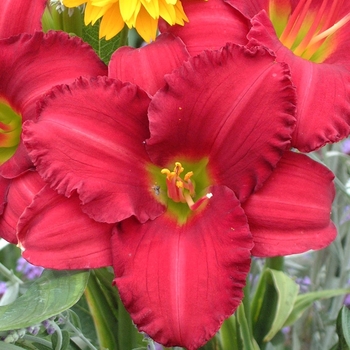 Hemerocallis 'Woodside Ruby' (000409)