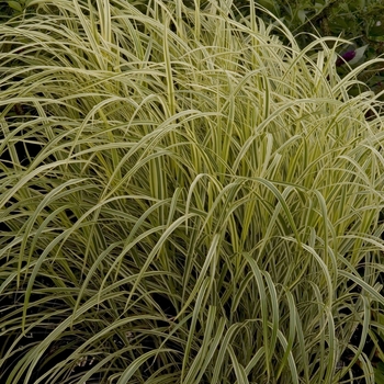 Miscanthus sinensis 'Dixieland' (000411)