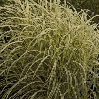 Miscanthus sinensis 'Dixieland' (000412)