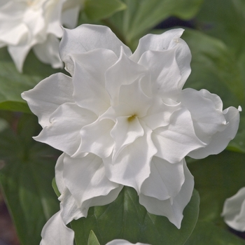 Trillium grandiflorum 'Plenum' (000416)