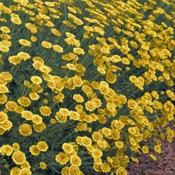 Anthemis tinctoria 'Charme' (000424)