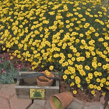 Anthemis tinctoria 'Charme' (000425)