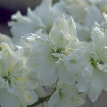 Delphinium elatum 'Green Twist' (000427)