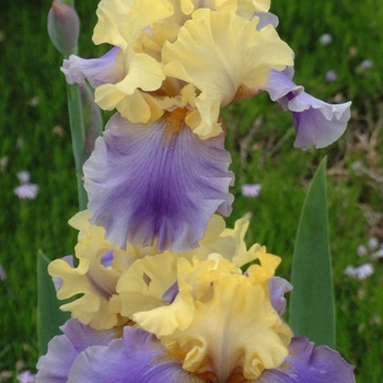 Iris germanica 'Edith Wolford' (000435)