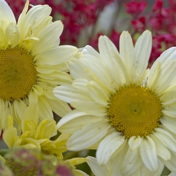 Leucanthemum x superbum 'Sonnenschein' (000438)