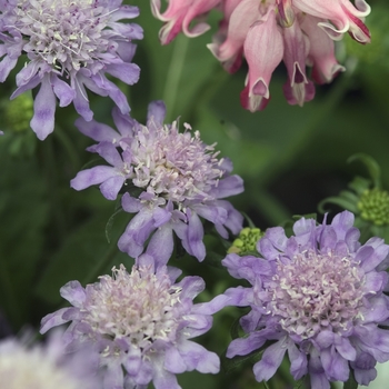 Scabiosa japonica 'Blue Diamonds' (000442)