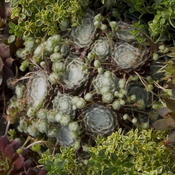 Selaginella moellendorffii '' (000445)