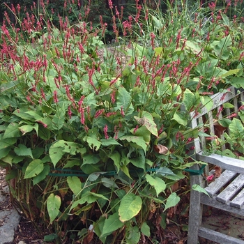 Persicaria amplexicaulis 'Fire Tail' (000446)