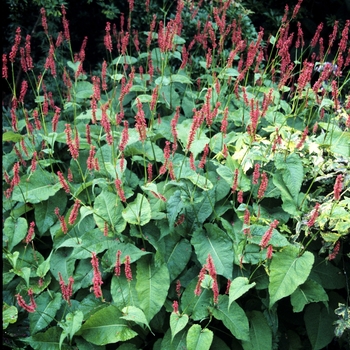 Persicaria amplexicaulis 'Fire Tail' (000447)