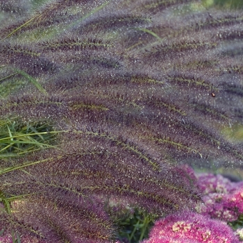 Pennisetum alopecuroides 'Foxtrot' (000459)