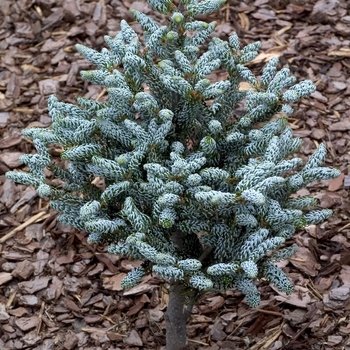 Abies koreana 'Silberlocke' (000465)