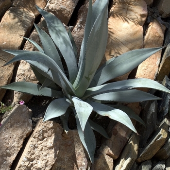 Agave celsii '' (000473)