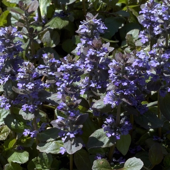 Ajuga reptans 'Catlin's Giant' (000479)