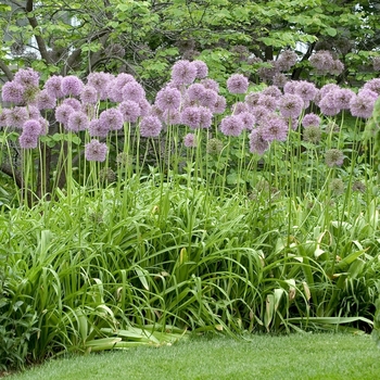 Allium giganteum '' (000484)