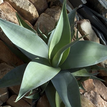 Aloe striata '' (000490)