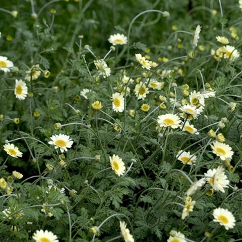 Anthemis 'Susanna Mitchell' (000506)