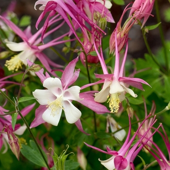 Aquilegia 'Rose Queen' (000512)