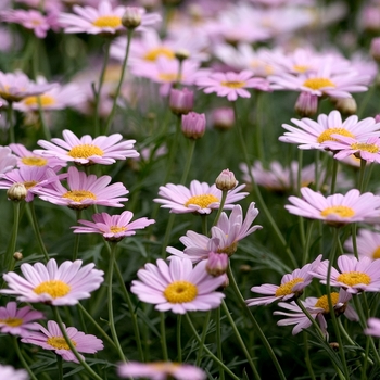 Argyranthemum frutescens Comet™ 'Pink' (000514)