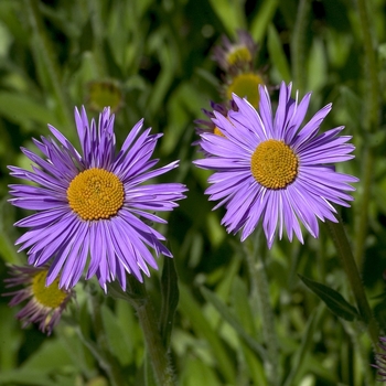 Aster tongolensis 'Wartberg Star' (000523)