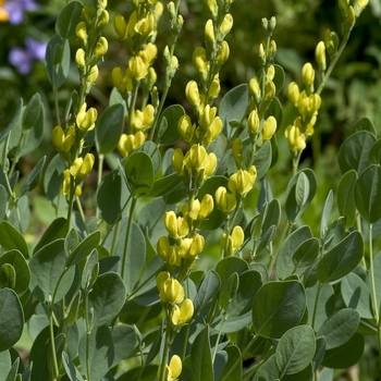 Baptisia cinerea '' (000533)