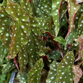 Begonia maculata '' (000536)