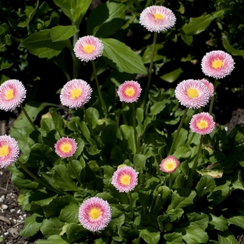 Bellis perennis 'Goliath Mixed' (000538)