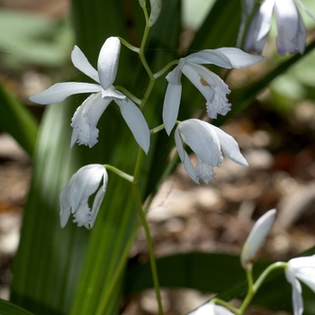 Bletilla striata 'Alba' (000545)