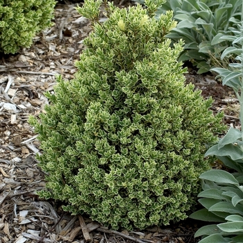 Buxus sempervirens 'Variegata' (000552)