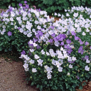 Campanula carpatica 'White Clips' (000563)