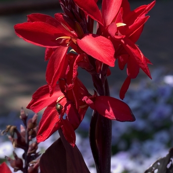 Canna 'Red Futurity' (000565)