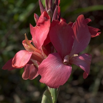 Canna x generalis 'Tropical Salmon' (000566)