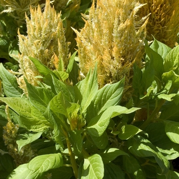 Celosia argentea plumosa 'Fresh Look Yellow' (000572)