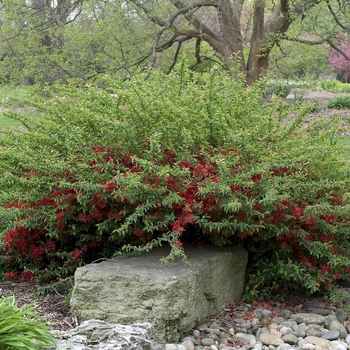 Chaenomeles speciosa 'Texas Scarlet' (000577)