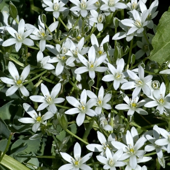 Chionodoxa luciliae 'Alba' (000582)