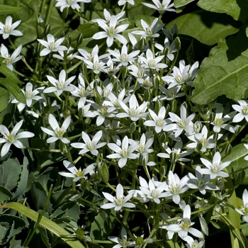 Chionodoxa luciliae 'Alba' (000583)