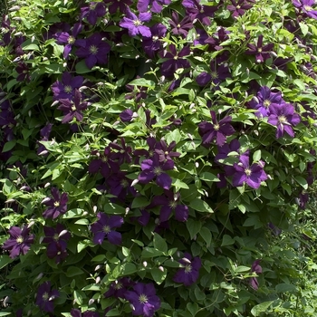 Clematis viticella 'Etoile Violette' (000592)