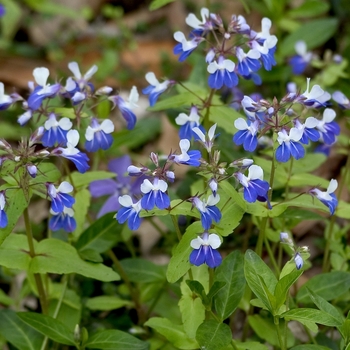 Collinsia verna