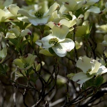 Cornus '' (000599)