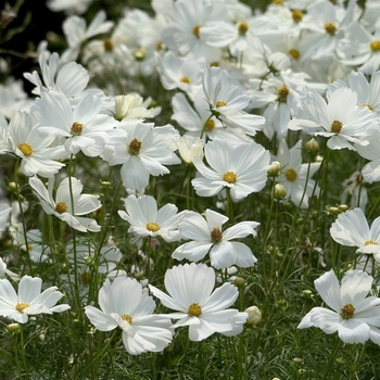 Cosmos bipinnatus Sonata™ 'White' (000602)