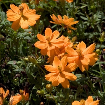 Cosmos bipinnatus 'Cosmic Orange' (000603)