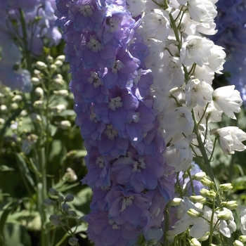 Delphinium elatum 'Guardian Lavender' (000622)