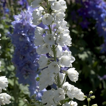 Delphinium elatum 'Guardian White' (000623)