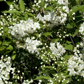 Deutzia x lemoinei 'Compacta' (000625)