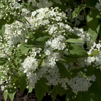 Deutzia parviflora '' (000627)