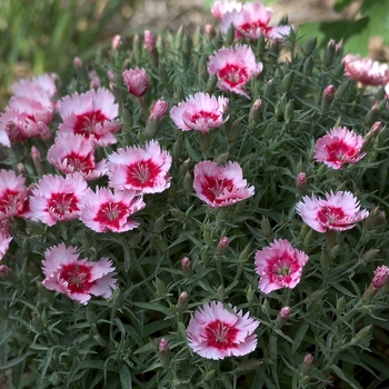 Dianthus chinensis Super Parfait™ 'Strawberry' (000631)