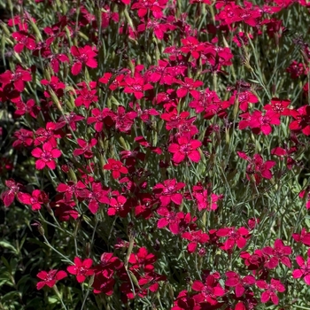 Dianthus deltoides 'Flashing Light' (000639)