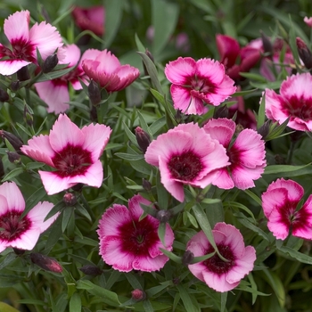 Dianthus chinensis Super Parfait™ 'Raspberry' (000643)