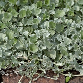 Dichondra argentea 'Silver Falls™' (000646)